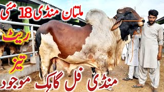 Multan Cow Mandi Fresh Update Qurbani 2024 Bachre || Global Village Farming