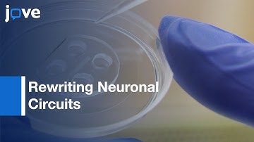 Rewriting Neuronal Circuits by neurite extention and connection | Protocol Preview