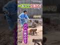【号泣】危険を感じてパパへ一直線!安心できるパパの腕の中で落ち着くパンチくん😭#パンチくん #パパの腕の中 #号泣 #市川市動植物園