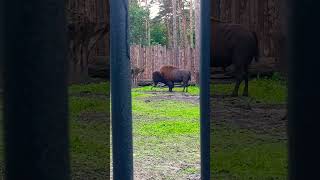 #бизон #nature #zoo