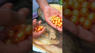 💎 Super Large Clam Shell 💎 Harvest Rare Golden Pearls