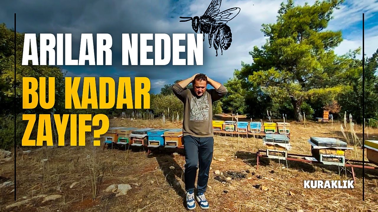 Kuraklık Arıları Vurdu! 🐝 Koloniler Zayıfladı | Ne Yapılması Gerekiyor?
