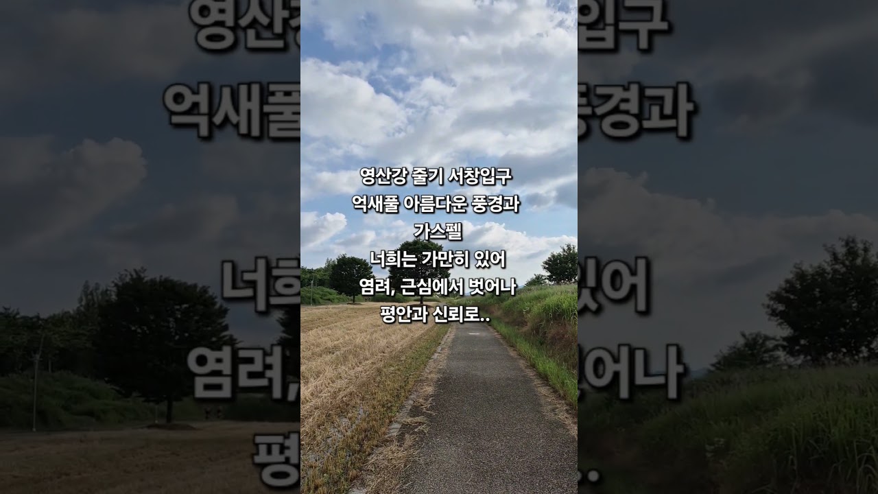 [서창입구 영산강 자전거길 억새풀밭 여름풍경] Emilia Reed Field near Seochang Entrance of Youngsan Bike Path 