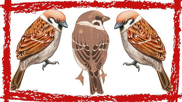 15 Minutes White-throated Sparrow Song/Calls/Sounds