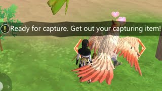 Tame Mottled Parrot + Location | Utopia Origin
