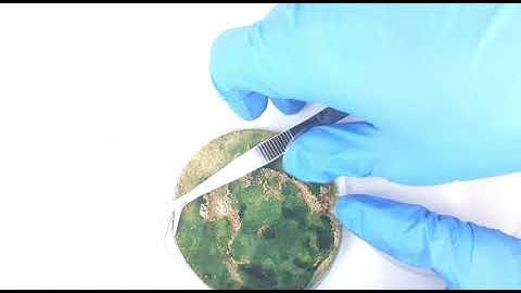 Cyanobacteria Biocrust