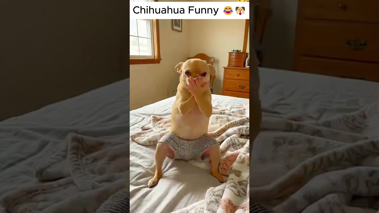 chihuahua funny 🐶🤣#pranks #pets #dogs #chihuahua #usa