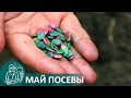 🌿 Посадка семян в мае на огороде Гордеевых — сеем #огурцы, кукурузу, фасоль, арбузы, дыню, тыкву