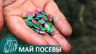 🌿 Посадка Семян В Мае На Огороде Гордеевых — Сеем #Огурцы, Кукурузу, Фасоль, Арбузы, Дыню, Тыкву