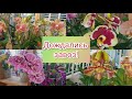 🌸Чудесные #орхидеи всех цветов в магазине Ботаник!🤩✌️