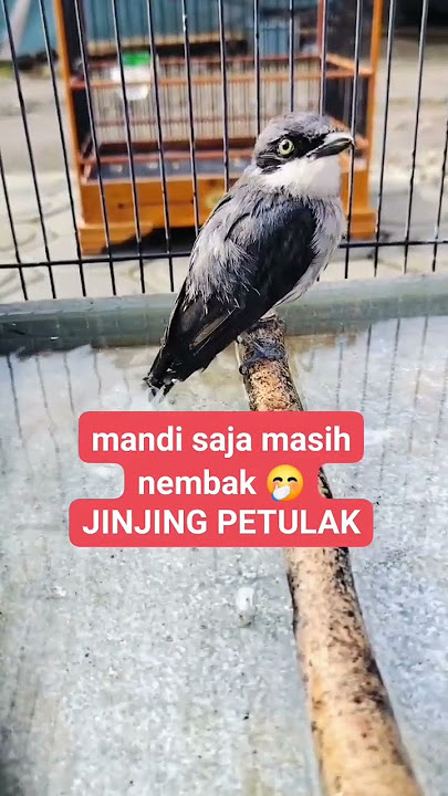 Suara Burung Jinjing Petulak Cocok Untuk Masteran Murai Batu #suaraburung #muraibatu #masteranmurai