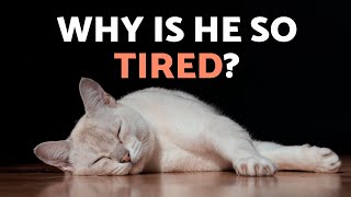 🐱 Why Cats Sleep More in Hot Weather ☀️ (8 Signs It’s Heat Related)