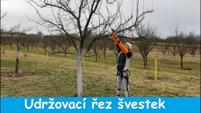 Zimni Rez Slivoni
