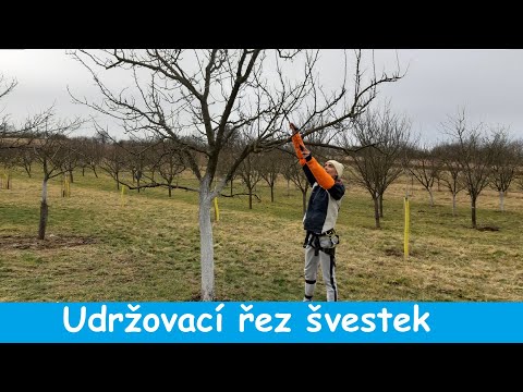 Video: Dozrají švestky ze stromu?