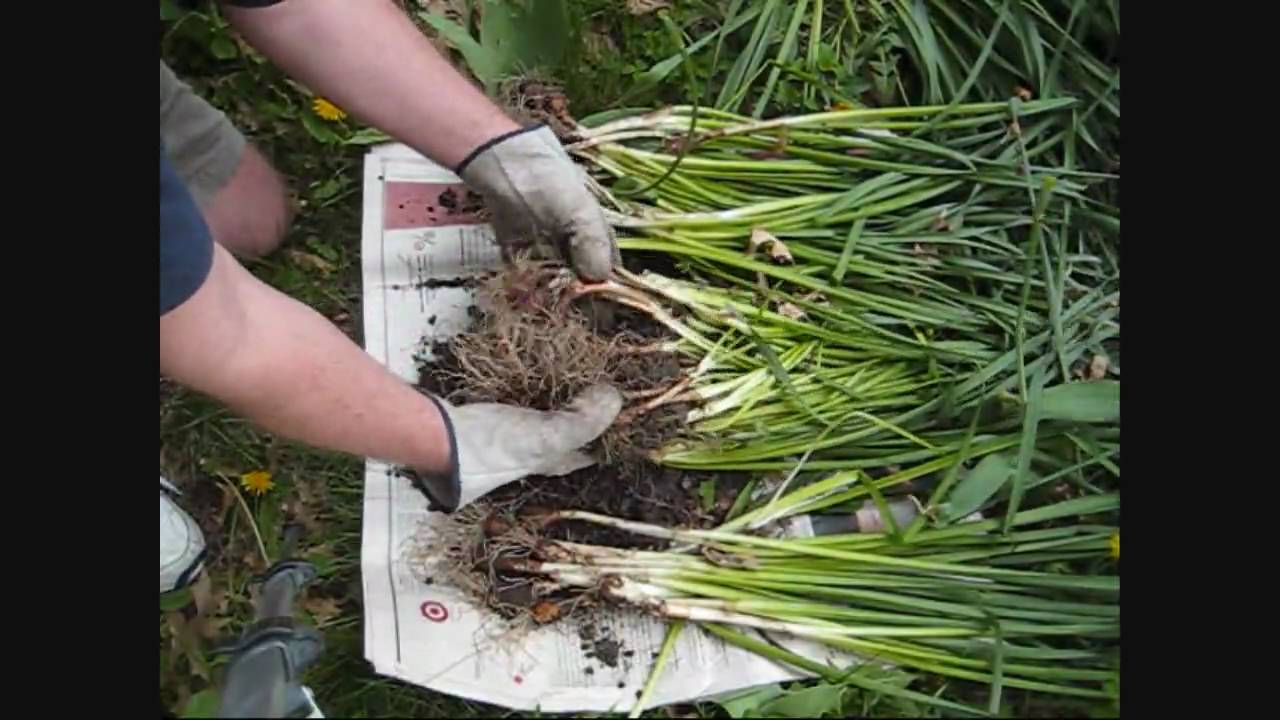 Пересадка нарциссов на другое место