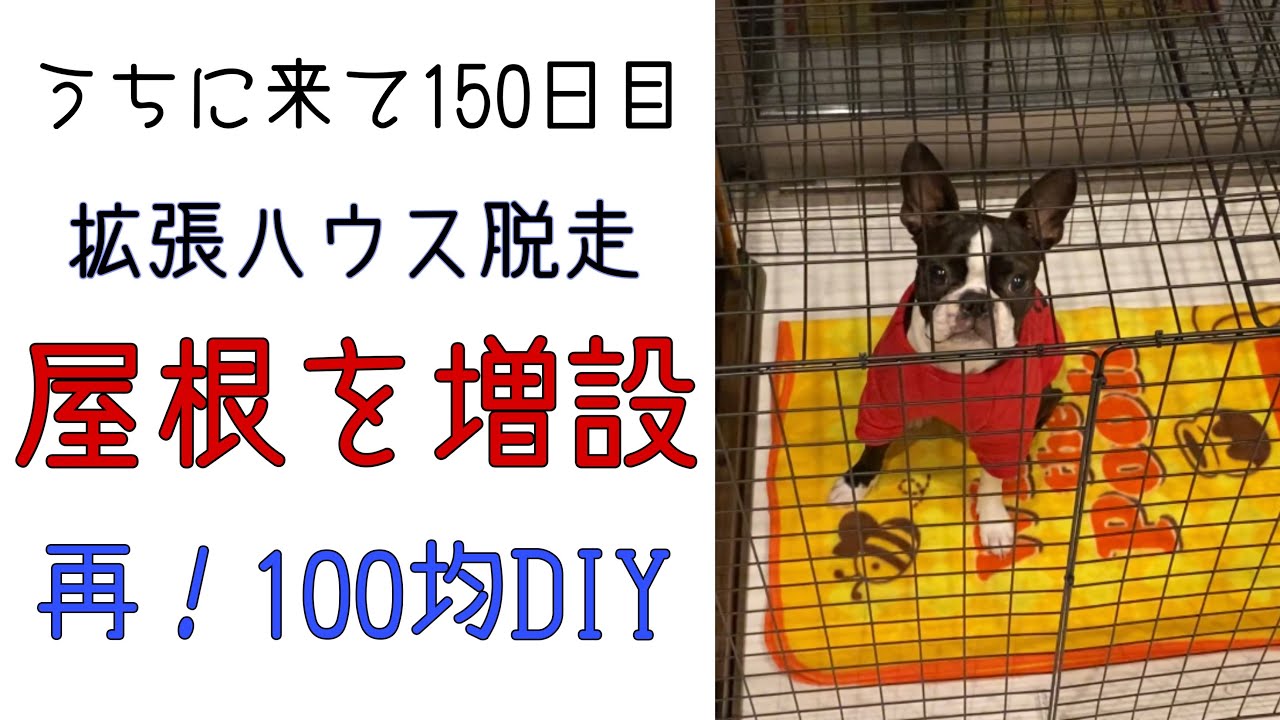 犬との日常 脱走対策 再 100均diyで屋根をつける Bostonterrier ボストンテリア レアチャンネル 100均スタイル