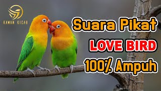 Suara Pikat LOVE BIRD Ampuh 100%