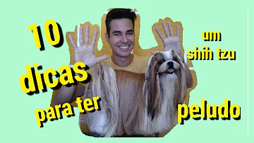 Como deixar o pelo do seu shih tzu bonito?