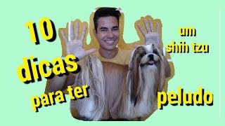 1O DICAS PARA TER UM SHIH TZU PELUDO