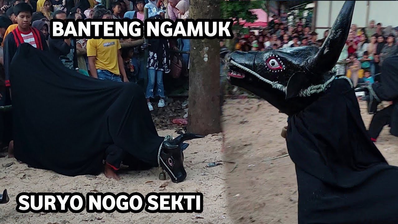 Bantengan Ngamuk Suryo Nogo Sekti Live Nogosari Pacet Mojokerto Terbaru