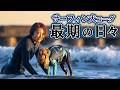 あなたは愛犬との最期をどう過ごしますか。