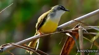 Burung Cipoh Suara Kutilang & Gacor bs utk masteran & pikat