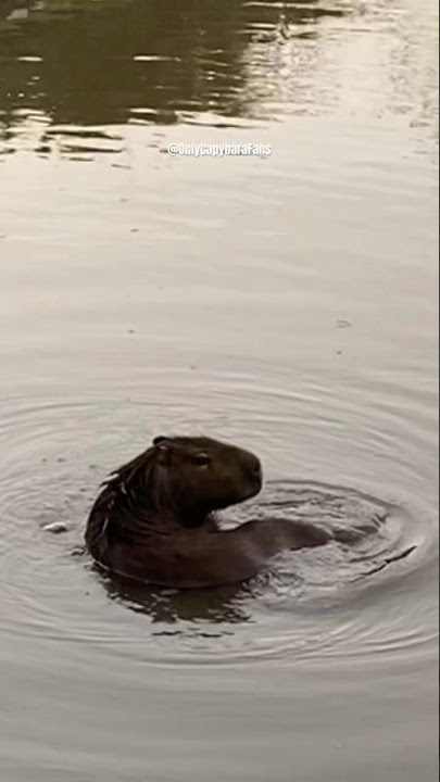 capivara #animaisengraçados #capybara #brasil #tiktok #br #cute