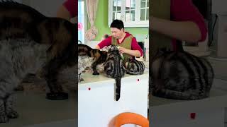 Say Goodbye to Flowers After Raising 20 Hairy Kids - Heartfelt Mom's Story