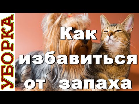 Как избавиться от неприятного запаха от кошек и собак