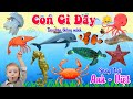 Con Gì Đây - Dạy Bé Đọc Tên Các Con Vật - Động Vật Dưới Biển