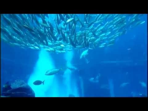 The Ambassador Lagoon – The Lost Chambers Aquarium, Atlantis – Dubai (17-01-2016)