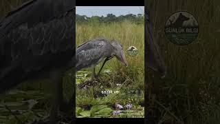 Gülümsemesiyle Korkutan Kuş Shoebill