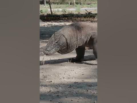 How Big Do Komodo Dragons Get? #shorts #komododragons #shortsfeed #
