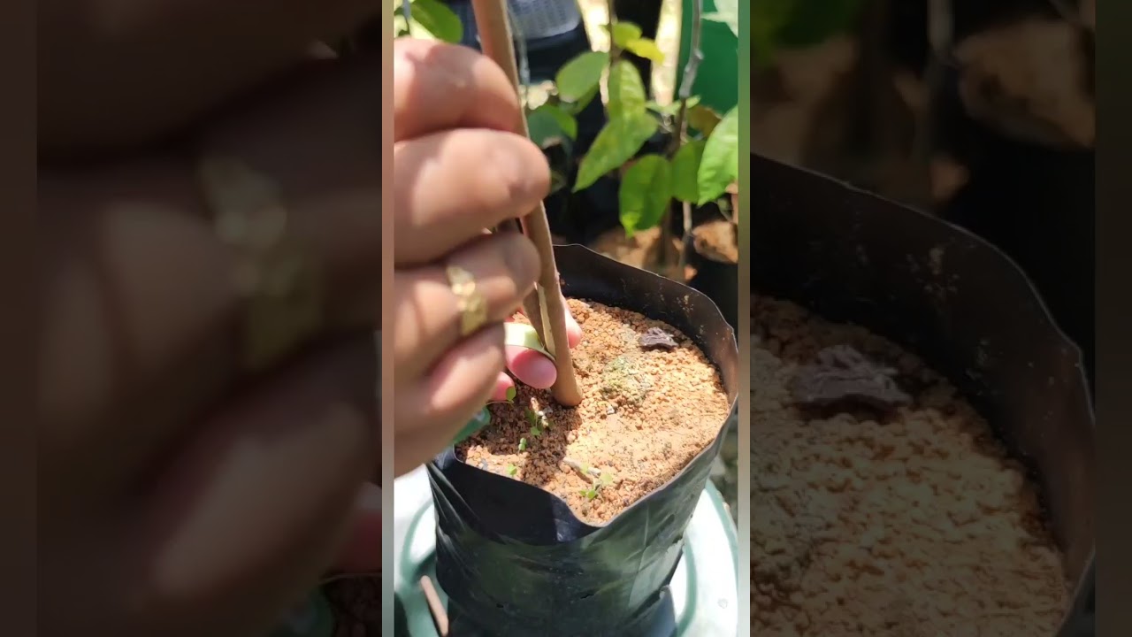 Latihan cantuman anak pokok koko