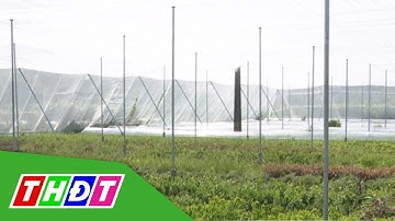 GDP nông nghiệp tăng trưởng cao nhất 7 năm qua | THDT