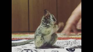 Bush baby dances with owner's hand