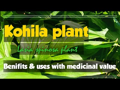Lasia spinosa | kohila plant | benefits and uses with full information