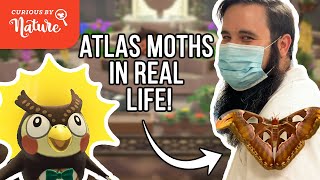 Do Atlas Moths Have Mouths? All About Atlas Moths & Morphos