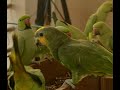 Amazon parrot, Yellow parrot, Alexandrine parakeets and Rose-ringed parakeets...........