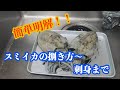 【簡単明解スミイカの捌き方】捌き方〜刺身まで