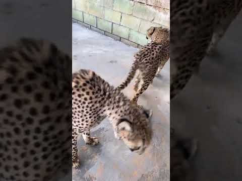 فهد ينتظر الاكل