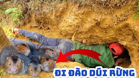 QUẾ PHONG TV|| LẦN ĐẦU TIÊN ĐI RỪNG ĐÀO DÚI VÀ CÁI KẾT BẤT NGỜ.