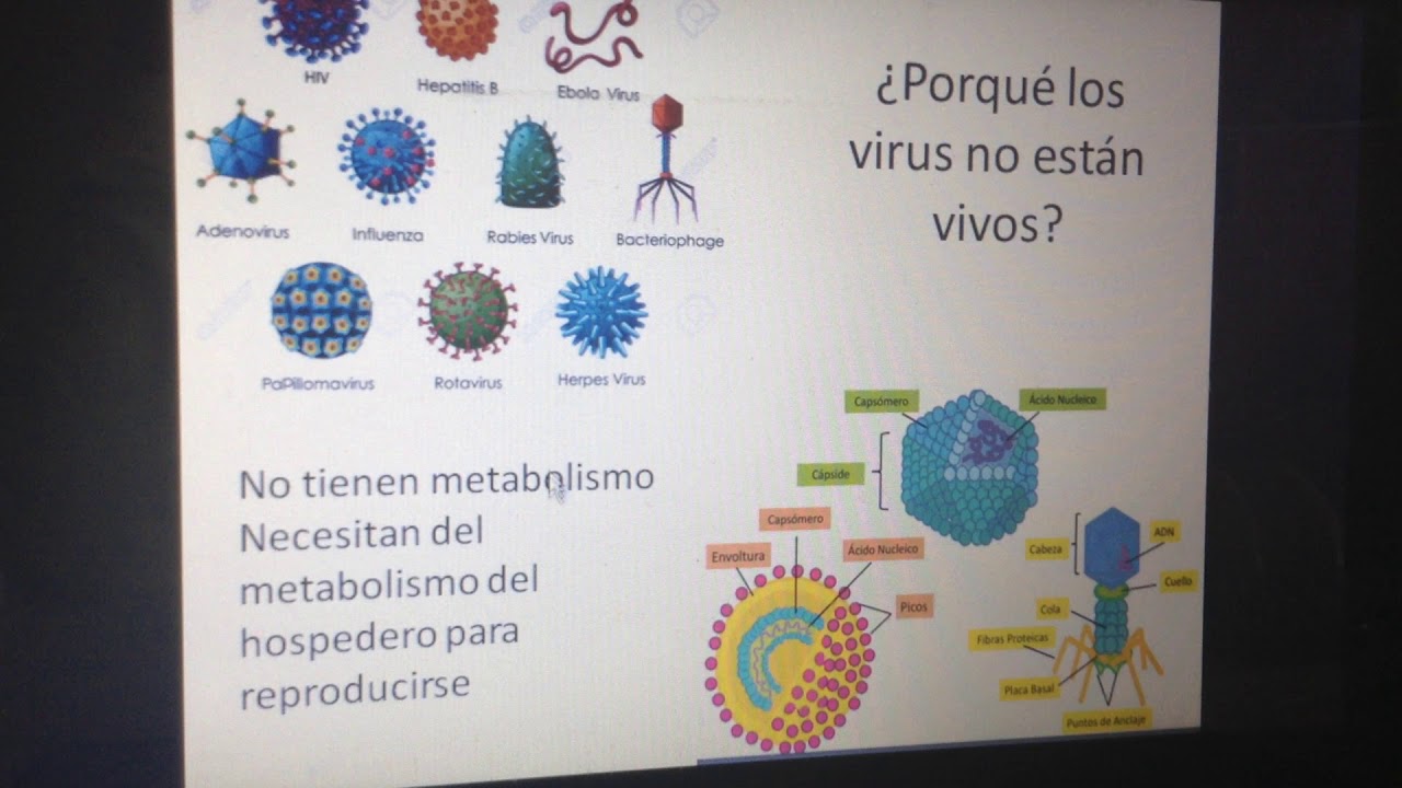 Porque Los Virus No Estan Vivos