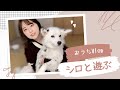 うるながひたすら愛犬シロと遊ぶ動画💗 ボール遊び/おやつ/ブラッシング/なでなで