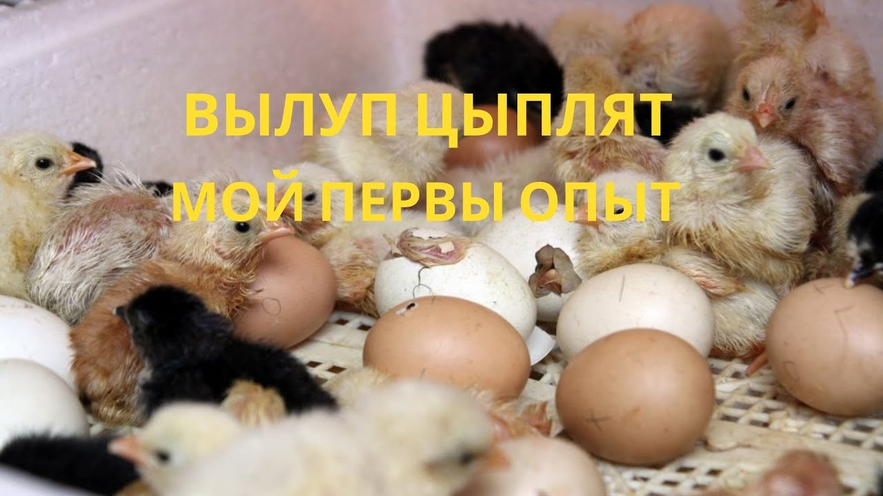 Куры несушки инкубаторы. Инкубационное яйцо цыплята. Цыплята в инкубаторе. Цыпленок вылупляется. Инкубатор для птенцов.