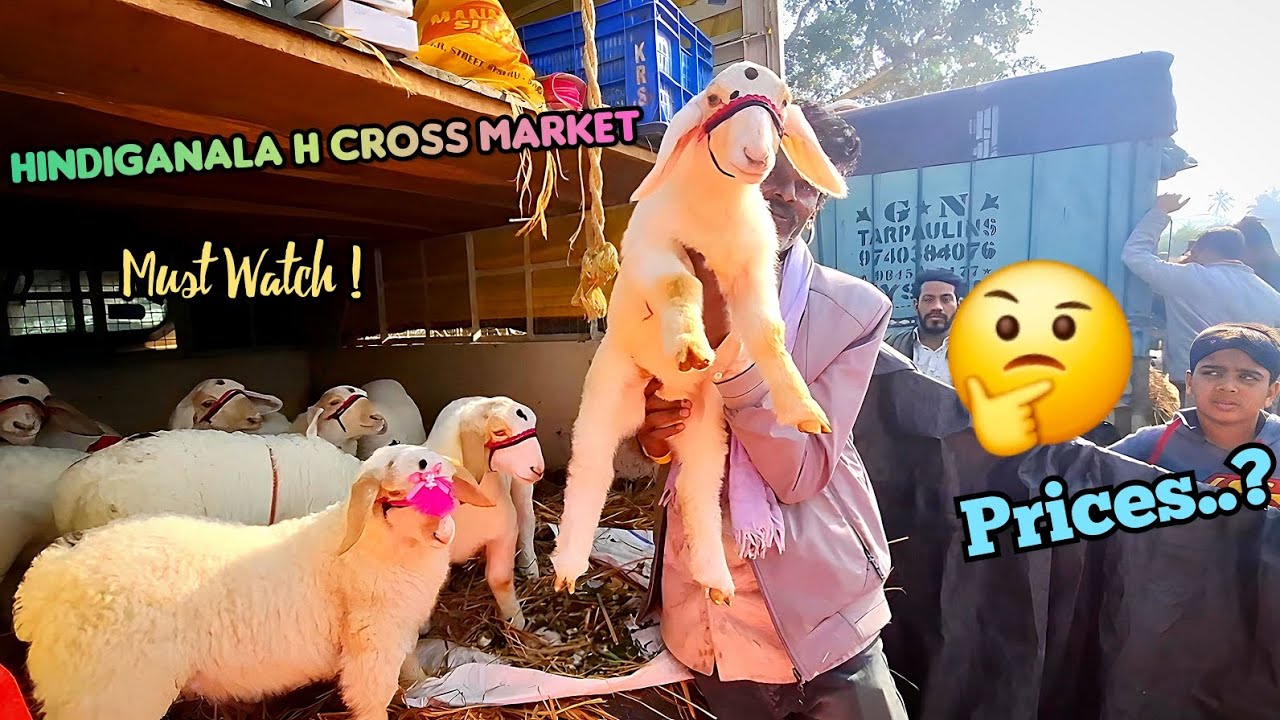 Hindiganala H-Cross Sheep & Goat Market | Every Monday Sante | Full detail video | Must Watch 💯 |