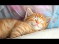 Good Music for Cats to Sleep - Tranquil Lullabies to Soothe Your Cat's Nerves - Sleepy Cat Songs!