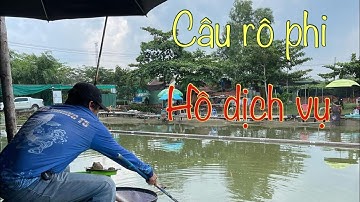 KỸ THUẬT CÂU ĐÀI- CÂU CÁ RÔ PHI HỒ DỊCH VỤ- VÀ CÁCH CHỐNG MÓM THÀNH CÔNG