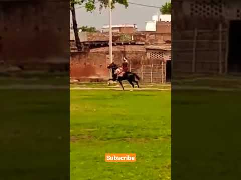 Saadhu#horseriding#pankajsankrit#horseracing#marwarihorse#shorts#viral#trending#indianhorse#