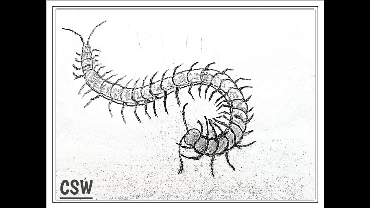 How To Draw A Centipede With A Pencil YouTube